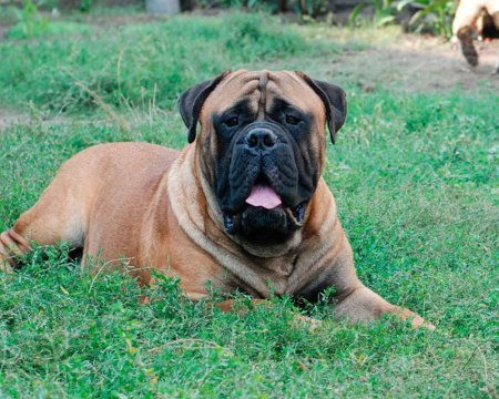 Bullmastiff-dog