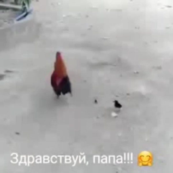 Здравствуй,_папа!.mp4