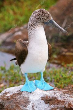 Depositphotos 97999124-stock-photo-blue-footed-booby-on-nort