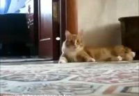 Кот ушёл Cat gone (полная версия))