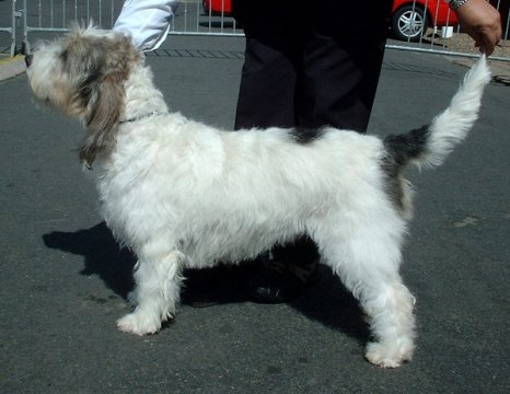 G Basset Griffon Vendeen 600