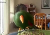 Funny Parrots Dancing Compilation - YouT