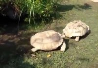 Черепаха помогает своему другану