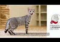Royal Canin Ukraine: Як привчити кота до туалетного лотка