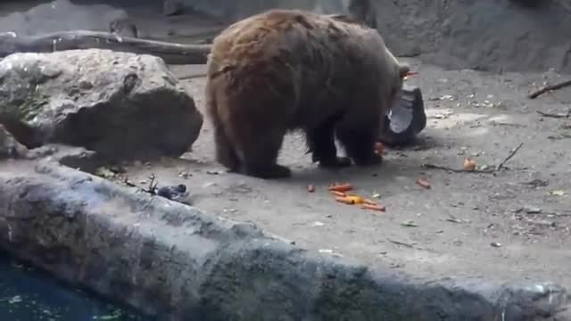 2yxa ru V zooparke Budapeshta medved spas tonushhuyu voronu L