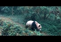 OTTA-orchestra - PANDA MIA (Official Video) HD