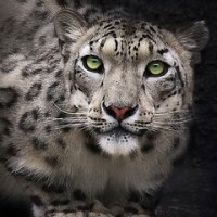 snow-leopard-112-240x400