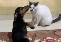 Pup Rolls Over After Smack From Kitty ViralHog