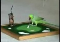 Cool Parrot