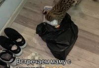 Встречаем маму с магазина