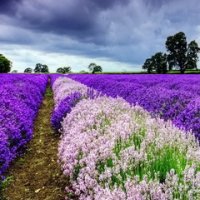 lavender-field-2401-240x400