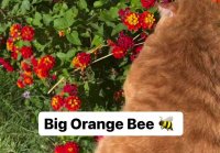 Orange bee car