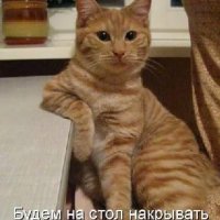 Котик