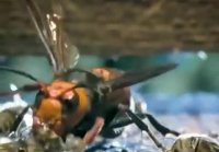 Удивительный способ борьбы пчел с шершнями