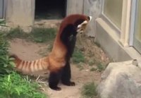 Red panda and rock