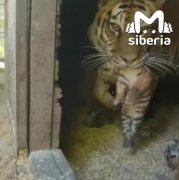 Сразу восемь тигрят появились в барнаульском зоопарке в один