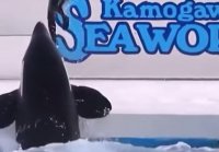 Swimming with orcas