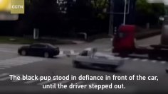 Dog_chases_car_that_knocked_owner_to_the_ground_in_E_China.mp4