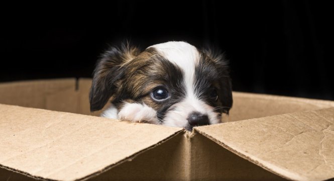 Chien-chat-demenagement-cartons