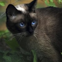 blue-eyes-kitten