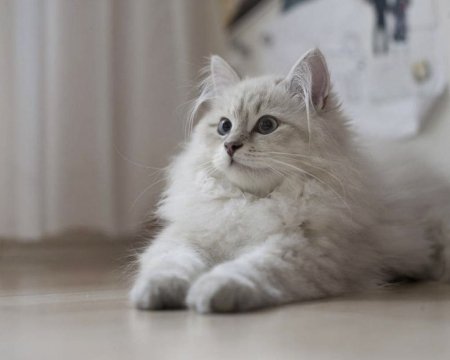 Siberian Cat Breed