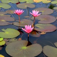 lotus-flowers-pink-water-lily-lake-ozero-lotos-tsvety-kuvshi