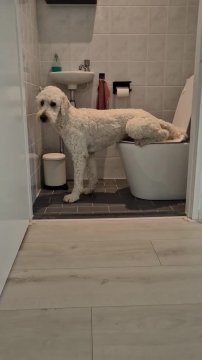 My dog is using the toilet #funnny #lol #dogtoilet