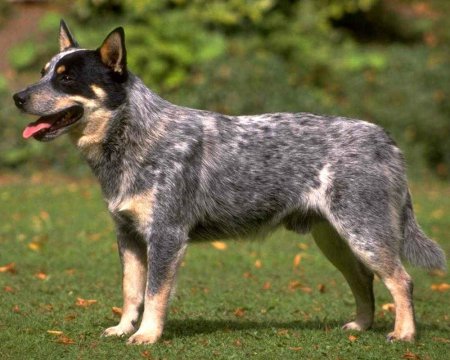 Australian-cattle-dog