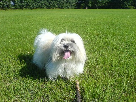 800px-Cotondetulear