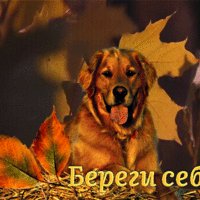 привет от КОМОдяди