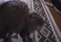 Кот ошеломлен Cat stunned