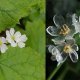 Skeleton-flower-1