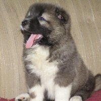 caucasian-shepherd-puppy-wallpaper