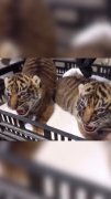 Суматранские тигрята