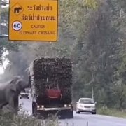 В Таиланде слоны научились грабить грузовики с сахарным трос