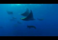 Mobula Ray (that do not have one common