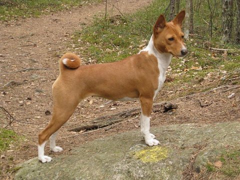 2008-05-01 a Basenji 03