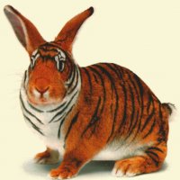 rabtiger