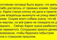 Мужчина спас плачущую собаку, сжимавшую зубами пакет.Заглянув