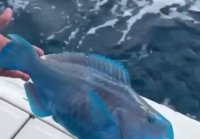 blue fish parrot