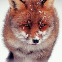 fox-0401-240x400