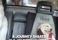 These two are the most pawfect passengers ever! #dogs #car