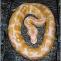 Super Python-C v2.05(0)