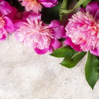 tsvety-rozovye-pink-flowers-piony-peonies-2