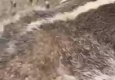 Барсук: Опасный хищник который запросто может откусить челов