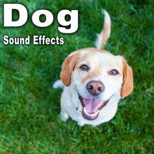 The Hollywood Edge Sound Effects Library - Several Wolves Howling Separately and in Unison Take 2