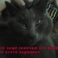 Котейка Василек