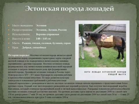 Эстонская порода лошадей