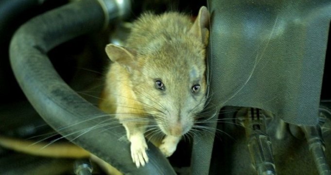 Bigpicture ru rat in car.jpg.740x555 q85 box-031024770 crop 