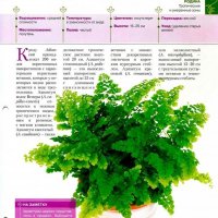 Adiantum